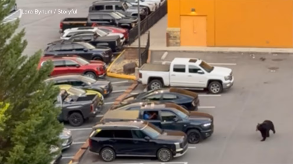 WATCH:  Bear in Tennessee parking lot sends shoppers fleeing to their cars