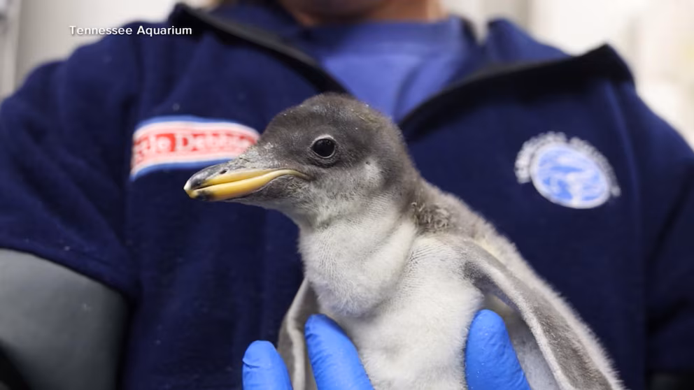 WATCH: New baby penguin