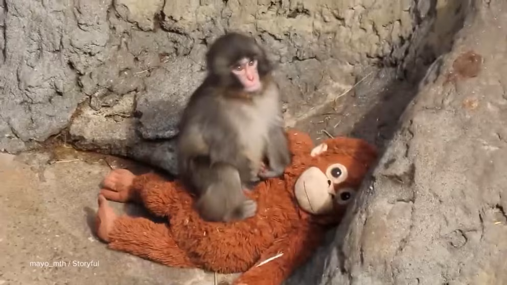 WATCH:  Punch the Monkey celebrates 1st birthday