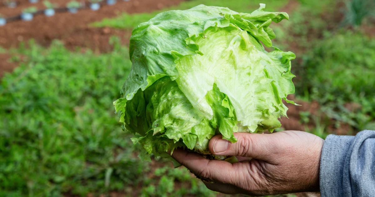 Michigan cyclospora outbreak shows signs of improvement as new cases slow