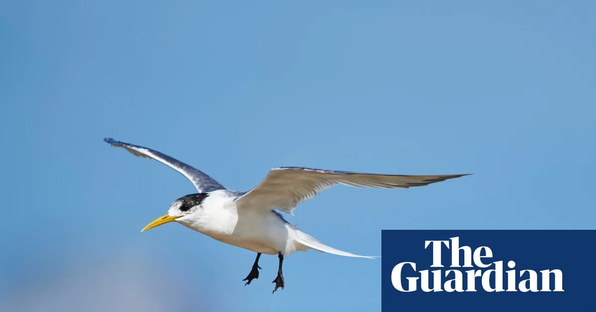 First Australian mass mortality event suspected as deadly bird flu virus rapidly escalates among native birds | Bird flu