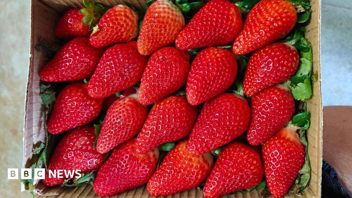 India wants to cuts its reliance on overseas strawberry varieties