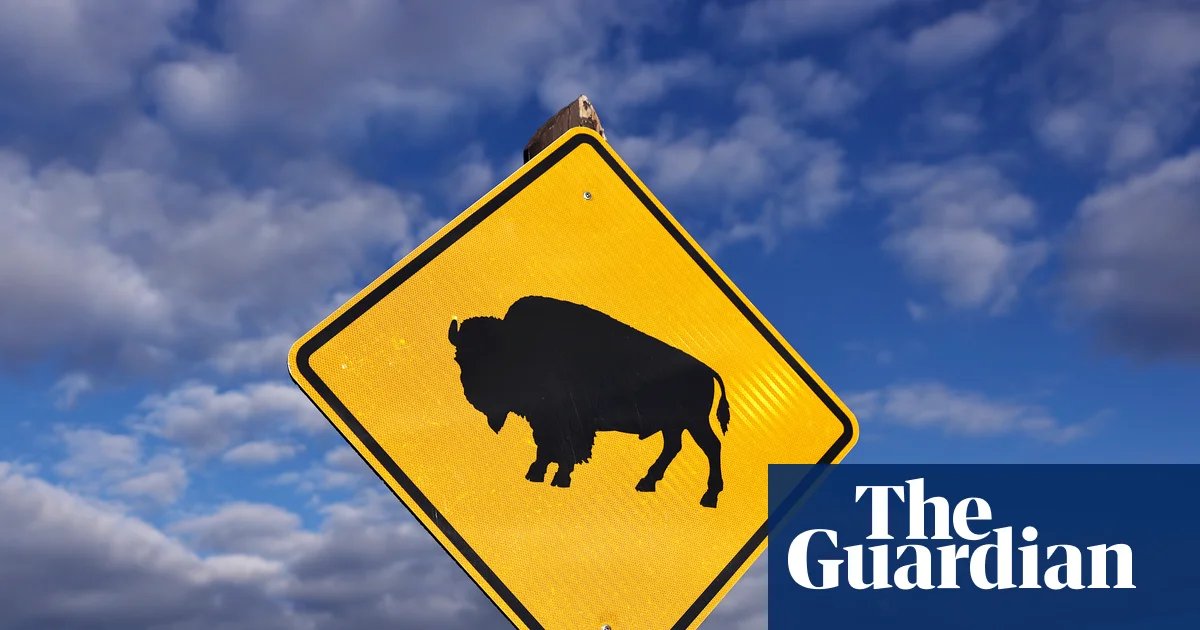 Yellowstone tourist tossed 8ft in air by bison says attack could have been worse | Wyoming