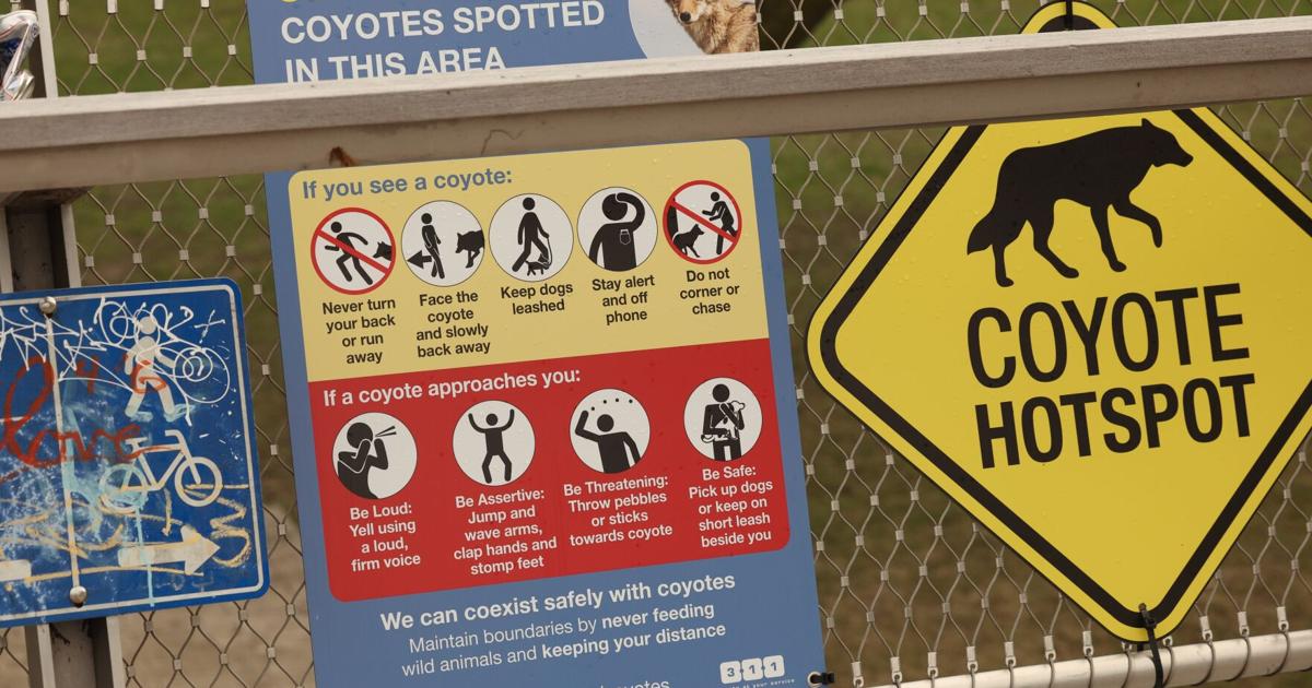 ‘Unnecessary suffering’: The city’s delay in killing the Liberty Village coyote added to its misery — and could lead to more attacks, says a new review