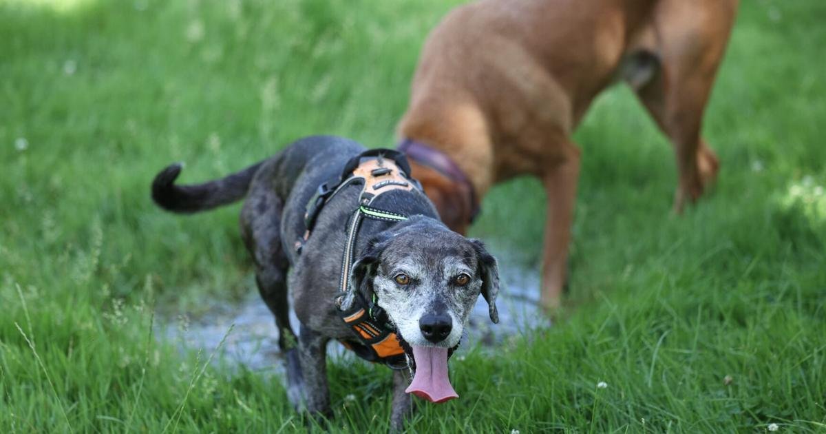 Heat waves can be deadly for pets. Toronto vets say owners make these 7 common mistakes on hot days