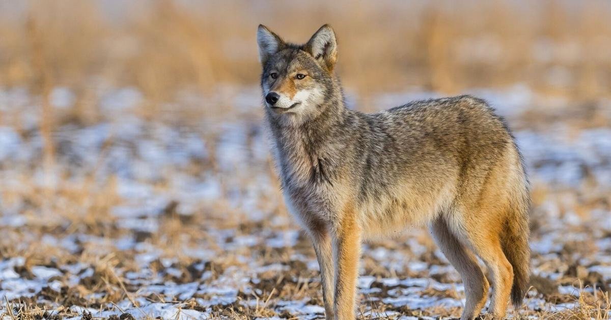 Toddler bitten in the face in coyote attack in Whitby playground