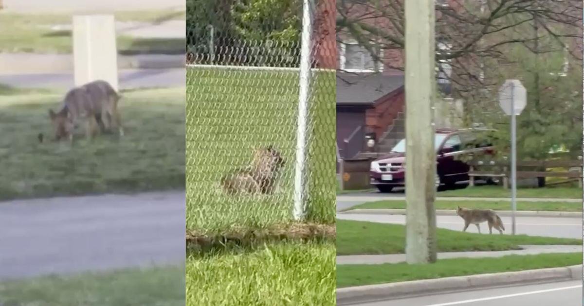 Violent coyote attacks leave Whitby parents and pet owners on edge: 'I have never seen so many'