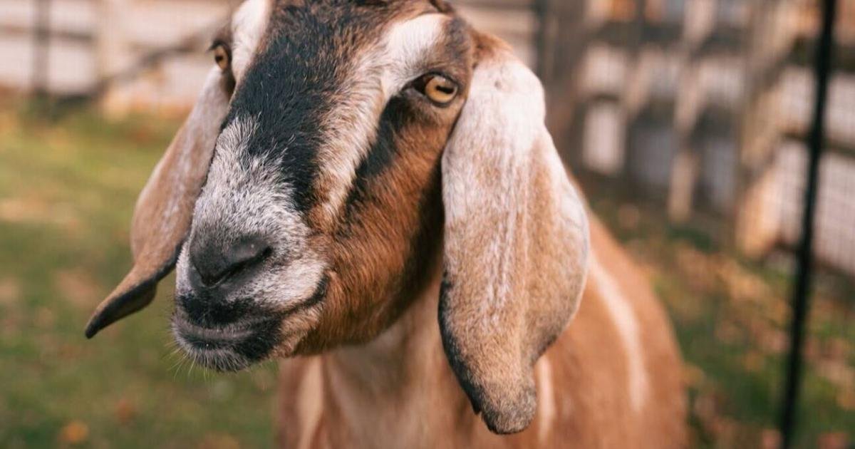 Toronto Zoo says goodbye to senior goat Niles after a ‘long and remarkable life’
