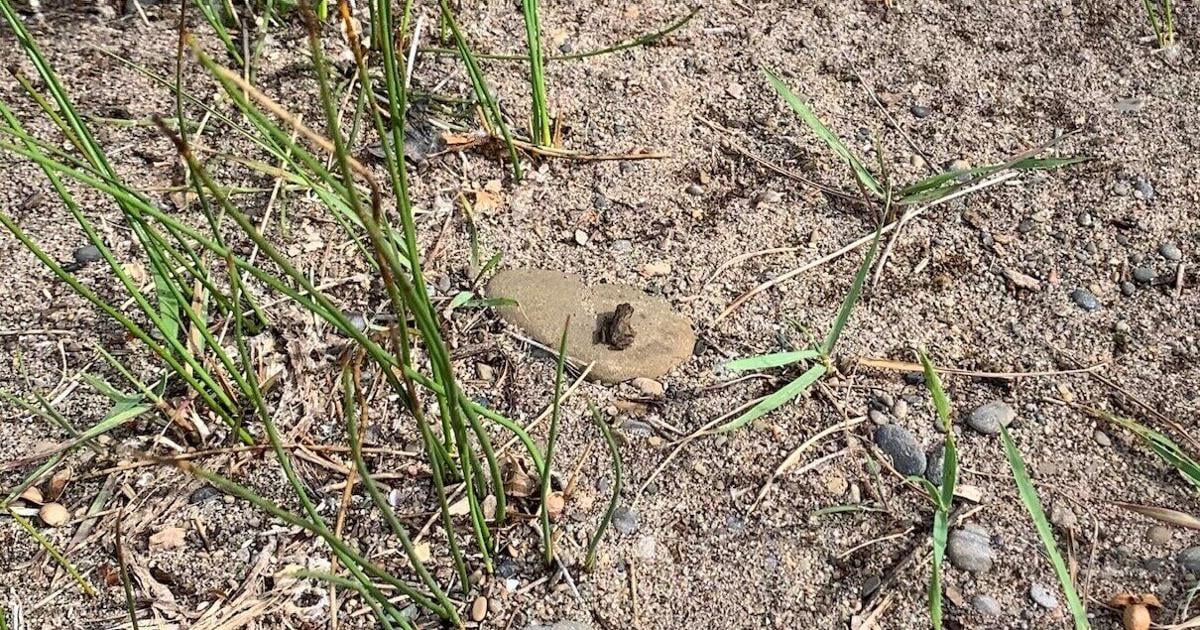 What's the size of a bean and hops on Toronto Island? Citizen scientists are on the case