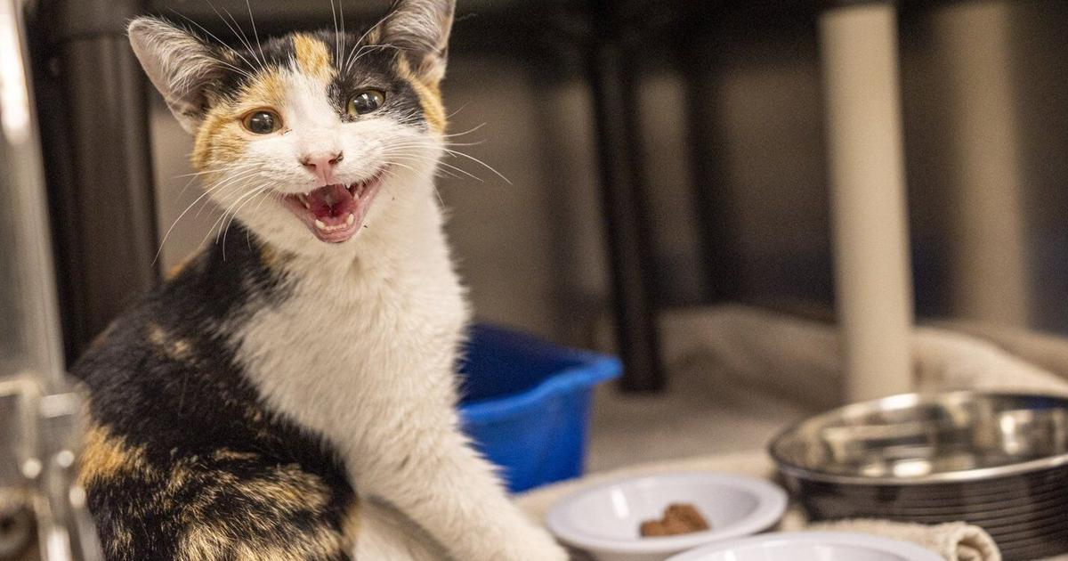 Montreal SPCA calls to end rental rules that bar pets as abandoned animal tally soars