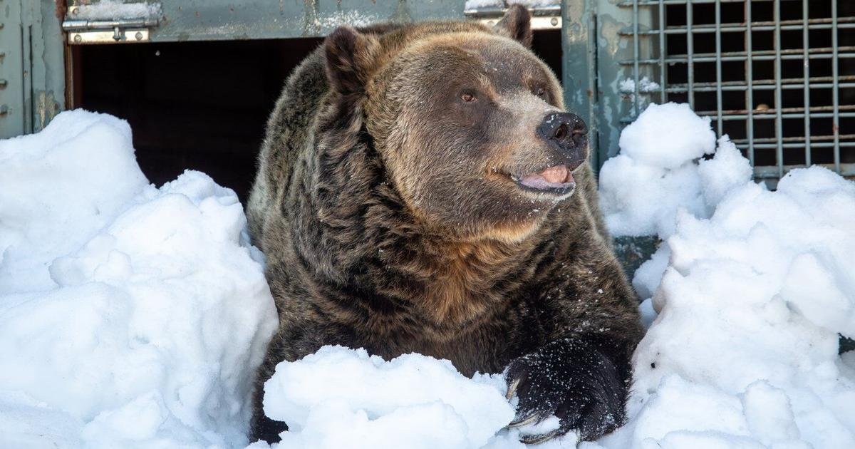 Grinder, one of two 'beloved' grizzly bears at Grouse Mountain Resort, dies