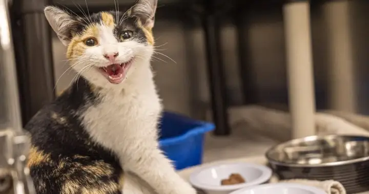 Montreal SPCA urges end to rental rules that bar pets as abandoned animal tally rises – Montreal