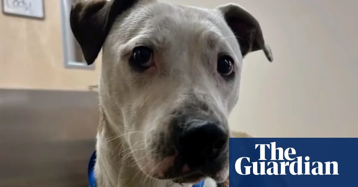San Francisco pitbull rescued after two days trapped in railway tunnel | San Francisco