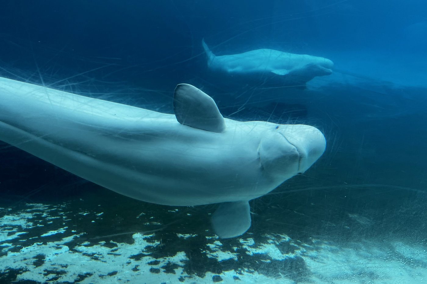U.S. approves ’emergency rescue’ plan to import Marineland’s whales and dolphins