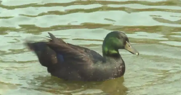 What the duck? Lake Summerside’s resident waterfowl dodges rehoming attempts – Edmonton