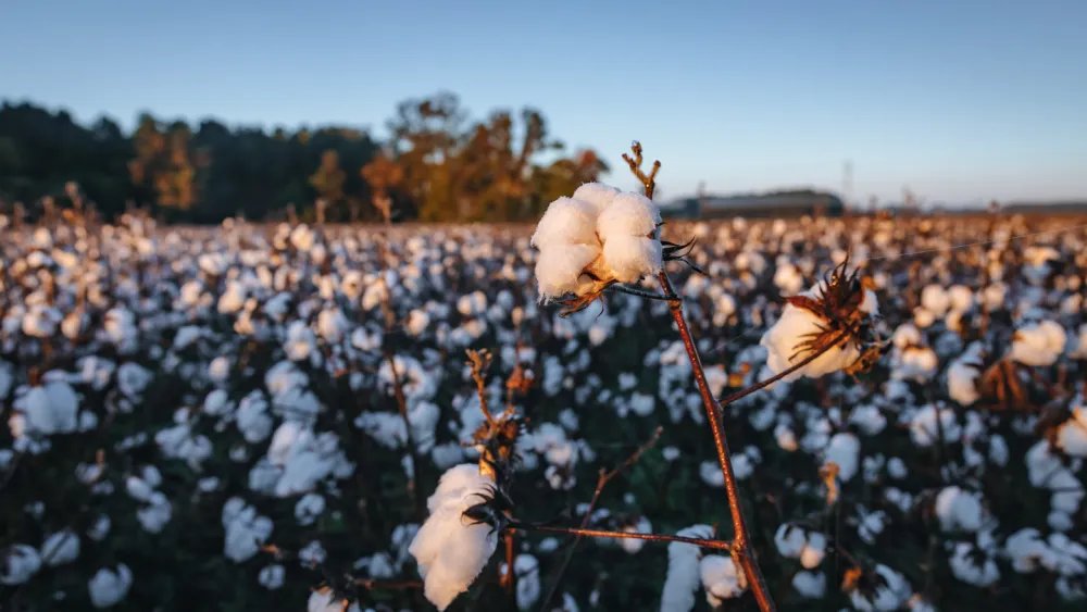 As Sustainability Concerns Rise, Consumers Favor Cotton as the Safest Fiber