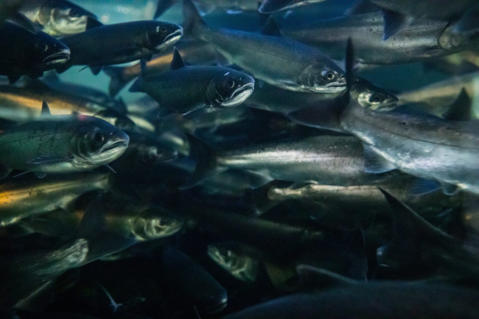 Lobby Wrap: Food, forestry and fish eyes on Ottawa
