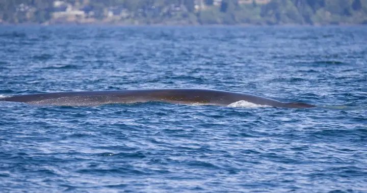‘Unbelievable’ 70-foot long fin whale spotted off Vancouver Island – BC