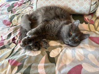 Tuesday Night Cat Blogging