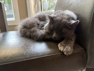 Tuesday Night Cat Blogging