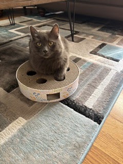 Wednesday Night Cat Blogging
