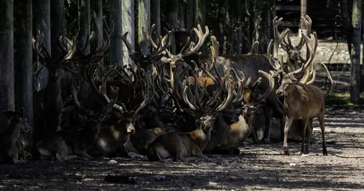 What’s happening to deer at Marineland? Questions swirl as CFIA probes animal removal