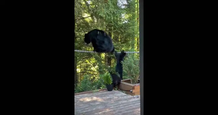 Anger after ‘Betty’ the bear shot and killed by Coquitlam RCMP – BC
