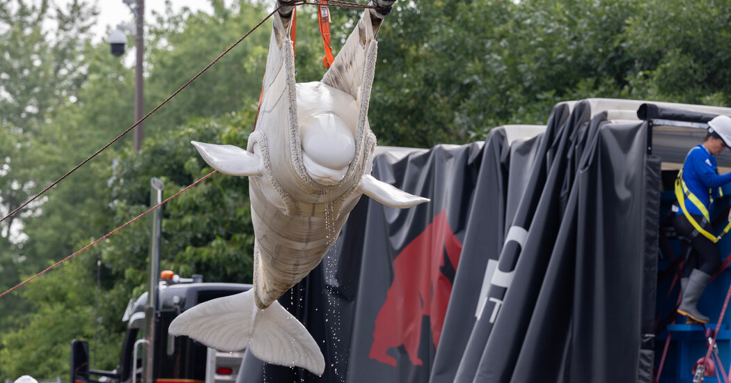 Aquariums Are Relocating 30 Beluga Whales in ‘Unprecedented’ Rescue