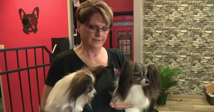 Possible WestJet strike leaves dog competitor out thousands in rebooking fees