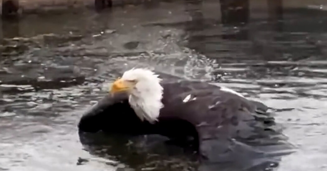 Jackie, Bald Eagle and Webcam Star, Is Recovering After an Attack in California