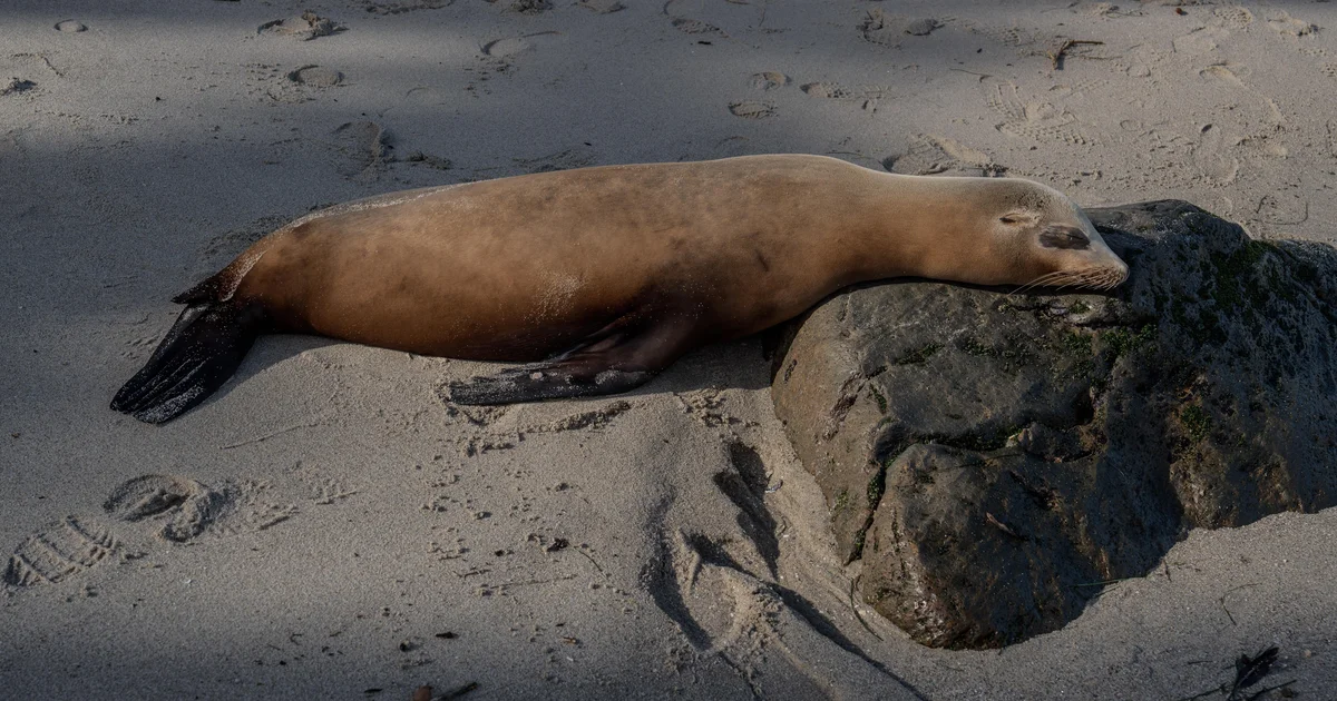 Video appears to show a person kicking sea lion on San Diego beach; NOAA investigating
