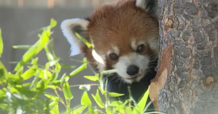 New Asia Highlands exhibit, with some new species, opens at the Calgary Zoo