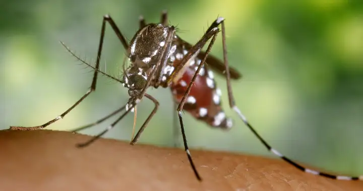 Toronto reports first human case of West Nile virus this year