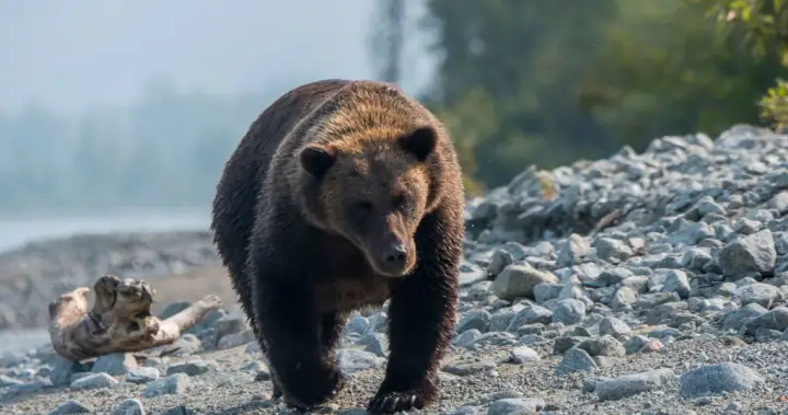 Woman injured in bear attack while hiking with friend, 3 dogs in Alaska – National