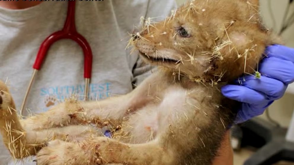 WATCH: Coyote pup recovers after cactus calamity