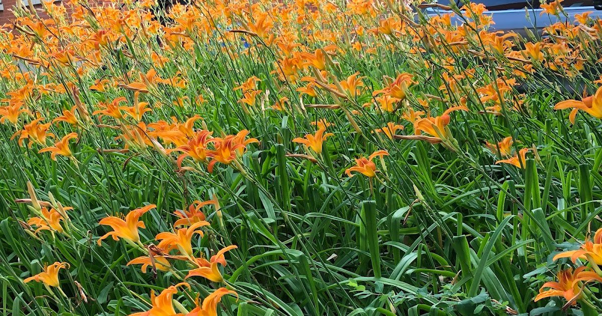 Recreating Eden: Saturday Photo: Floral Fireworks