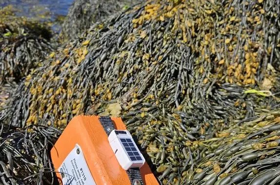 Federal researchers using driftwood to study and track seabird deaths off N.S. coast – Halifax