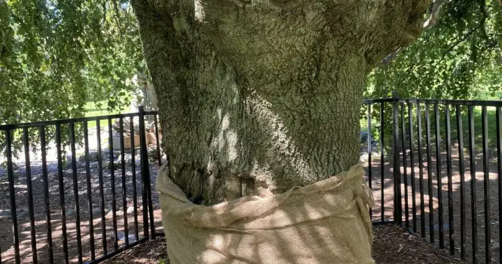 Historic Halifax tree vandalized again leaving community baffled – Halifax