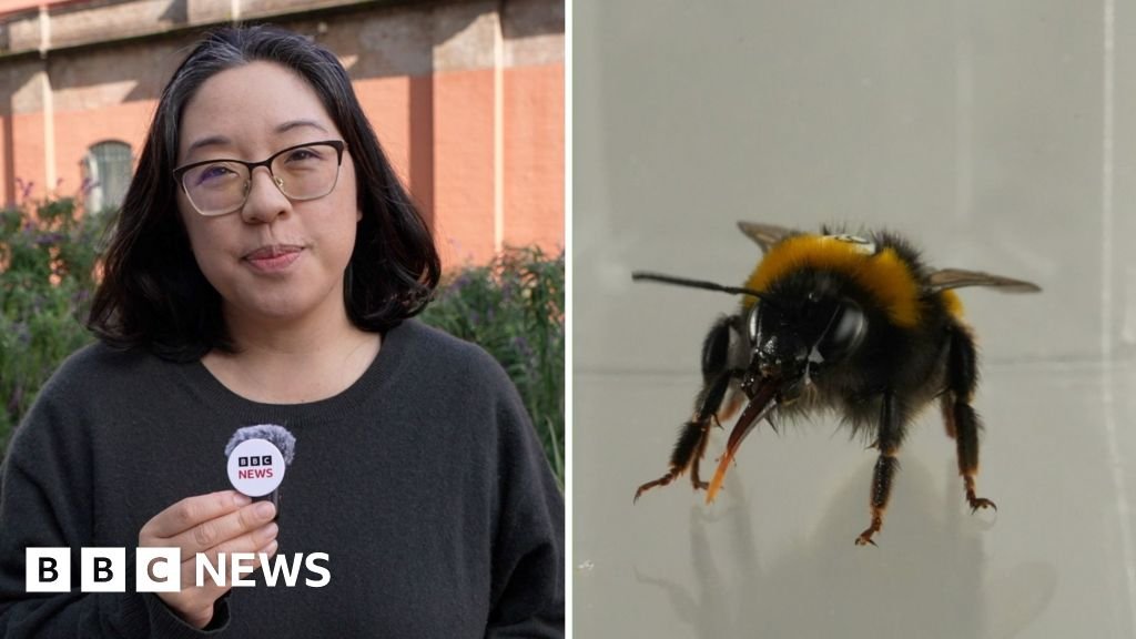 Do bees have feelings? Study reveals the insects’ ‘inner life’