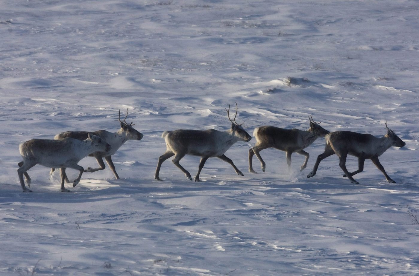 Environmentalists have mixed reactions to Quebec-Ottawa caribou funding deal
