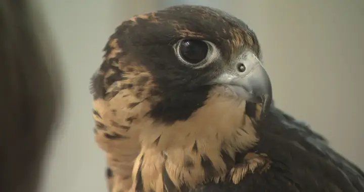 Preserving peregrine falcon species, art of falconry in Manitoba – Winnipeg
