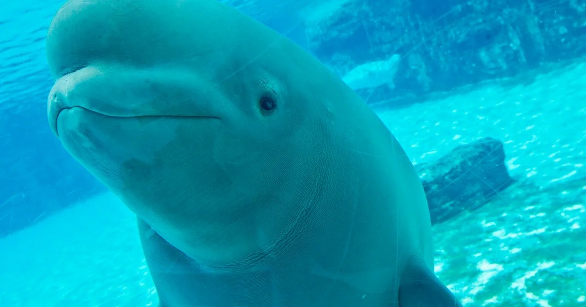 Dozens of Marineland’s beluga whales coming to U.S. through international emergency rescue plan