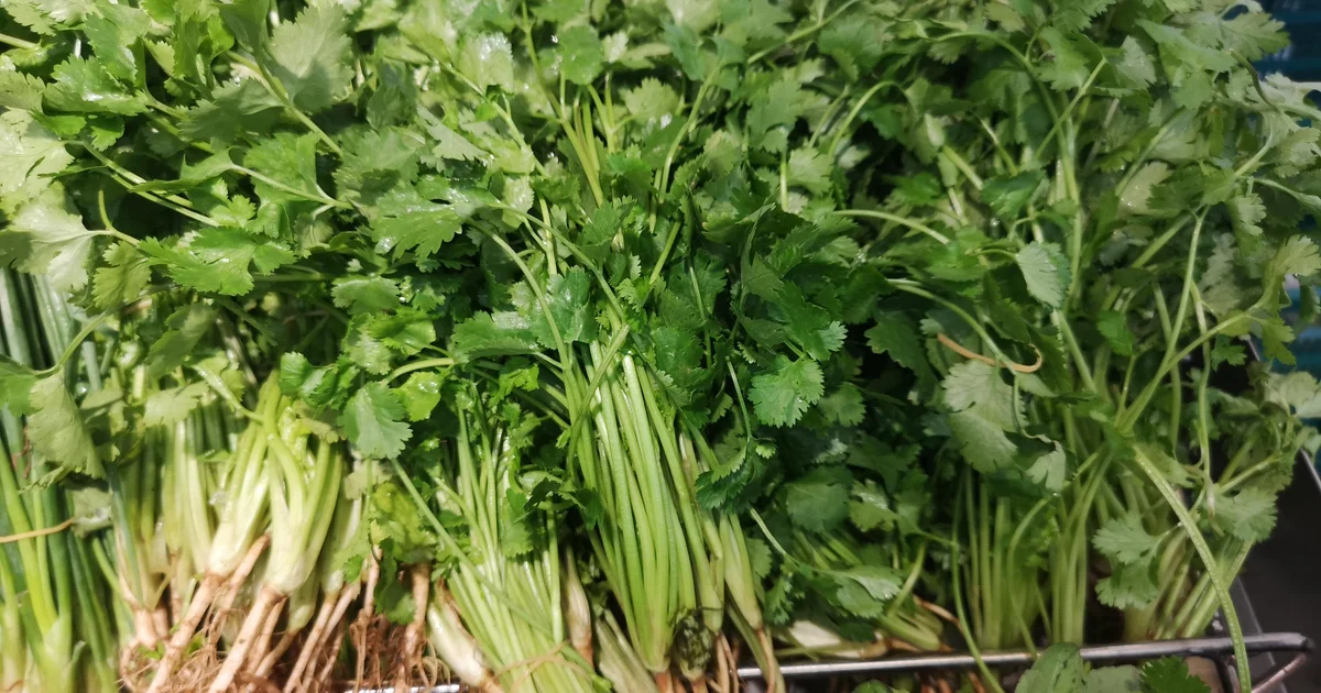 FDA reports new cyclospora outbreak linked to unspecified product as North Carolina probes cilantro, parsley