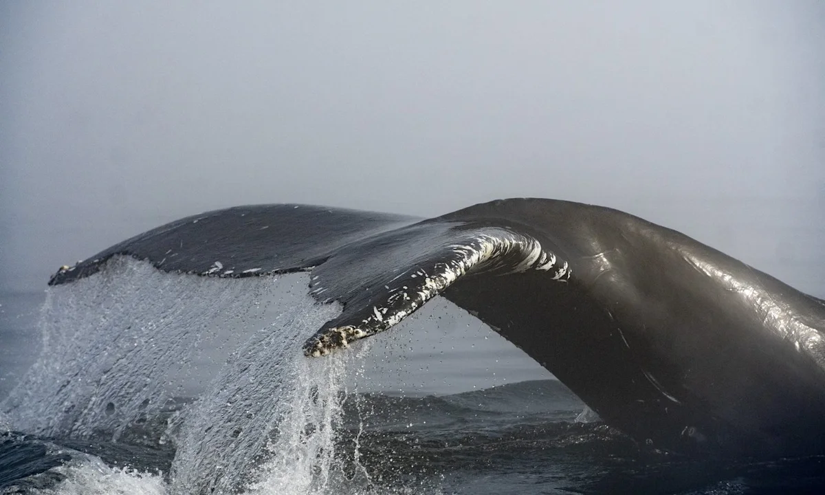 Marine monitoring network in Quebec could help improve environmental regulations
