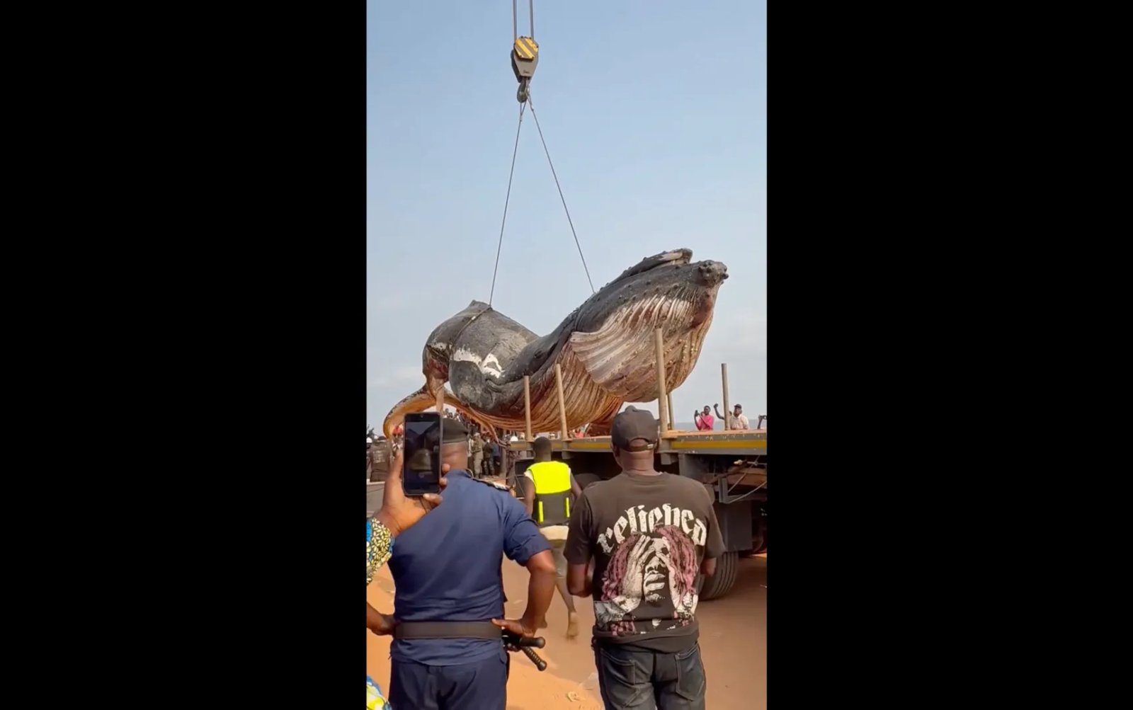 12-tonne whale removed from DR Congo beach | Wildlife