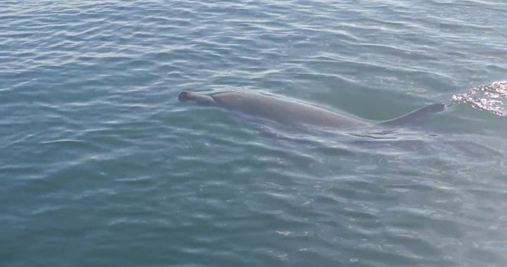 ‘Extraordinarily rare’ dolphin sightings reported in B.C.’s waters – BC