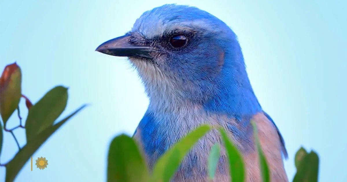Nature: Scrub-jays in Florida – CBS News