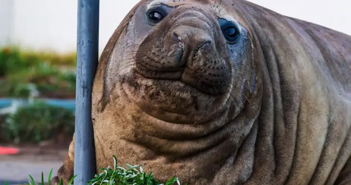 Meet Neil, the 1-ton seal going viral for destroying cars in Australia – National
