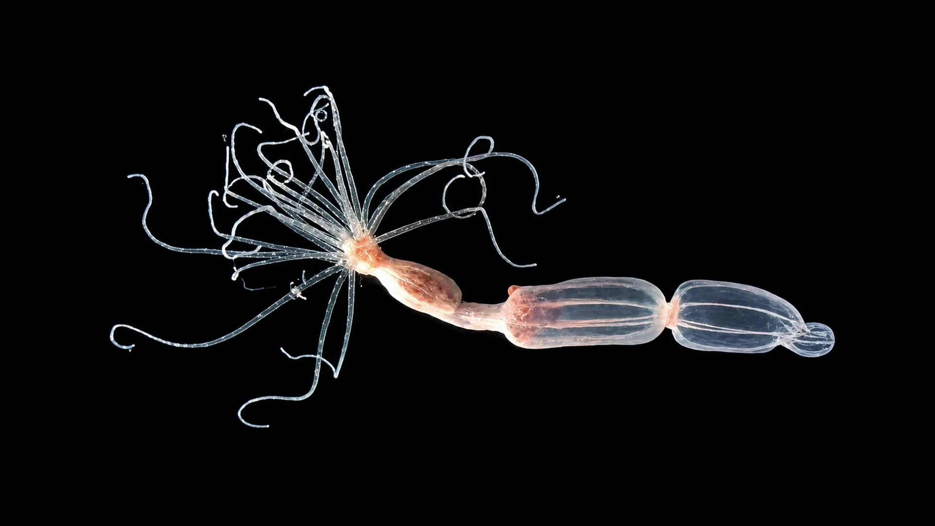 Scientists discover a completely different way to fight viruses