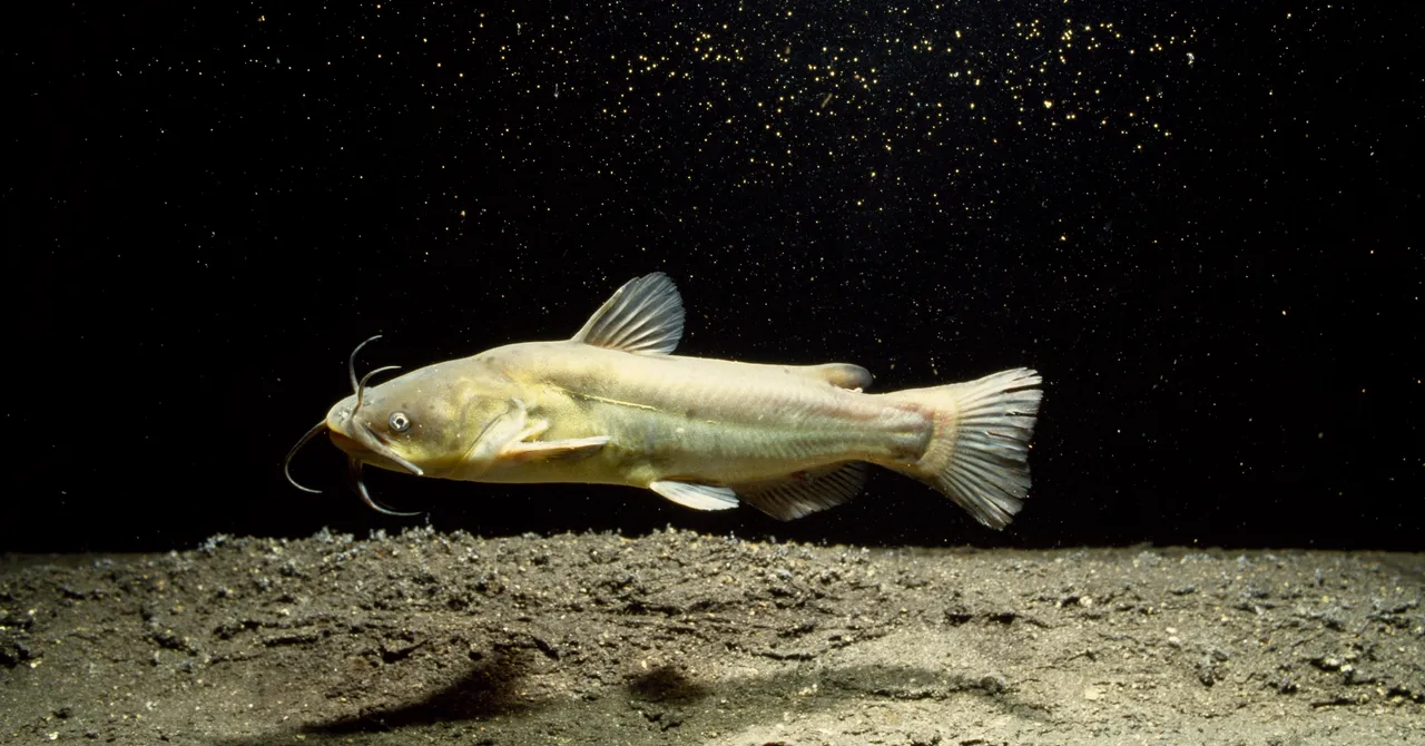 Contagious Cancer Found in North American Catfish